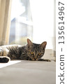 Kitten 8 months old 135614967
