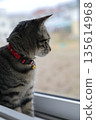 Kitten 8 months old 135614968