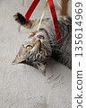 Kitten 8 months old 135614969