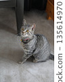 Kitten 8 months old 135614970