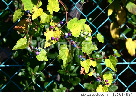 Fruit of nobudo Fruit of nobudo 135614984