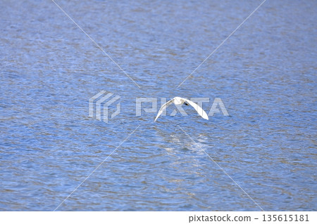白鷺鷥飛過水面 白鷺鷥飛過水面 135615181