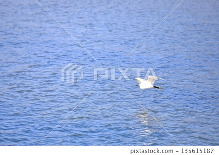 白鷺鷥飛過水面 白鷺鷥飛過水面 135615187