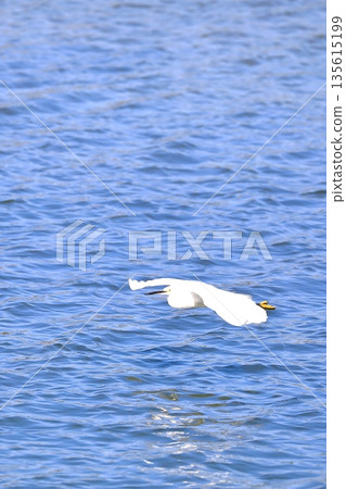 Egret flying over the water Egret flying over the water 135615199