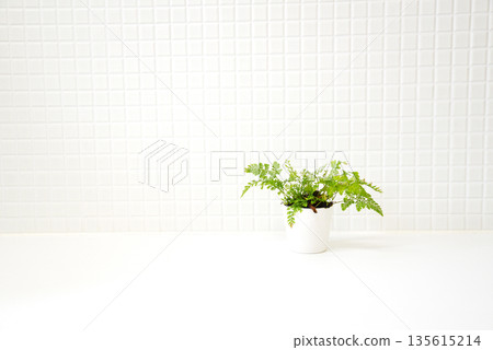 簡單的白色瓷磚牆和盆栽植物 135615214
