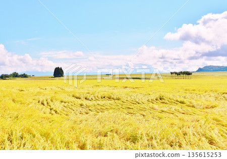 Autumn in the Japanese countryside Autumn in the Japanese countryside 135615253