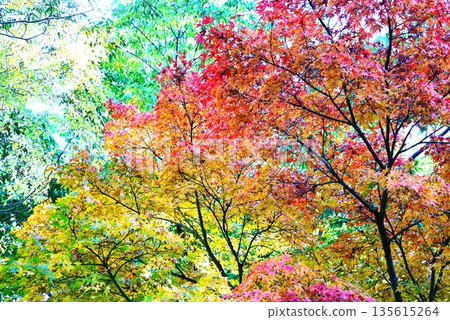 Autumn leaves of Iohamomijiji Autumn leaves of Iohamomijiji 135615264