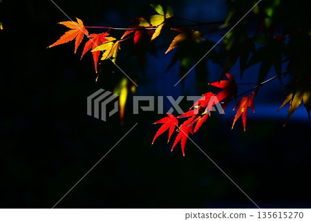 Autumn leaves of Iohamomijiji 135615270