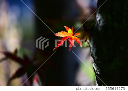 Autumn leaves of Iohamomijiji 135615273