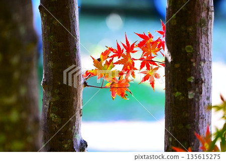 Autumn leaves of Iohamomijiji 135615275