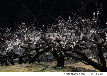 Plum forest 135615303