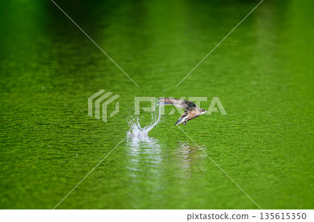 水平飛行速度最快的鳥類是藍尾雨燕。 水平飛行速度最快的鳥類是藍尾雨燕。 135615350