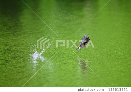 水平飛行速度最快的鳥類是藍尾雨燕。 135615351