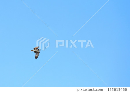A flying Osprego 135615466
