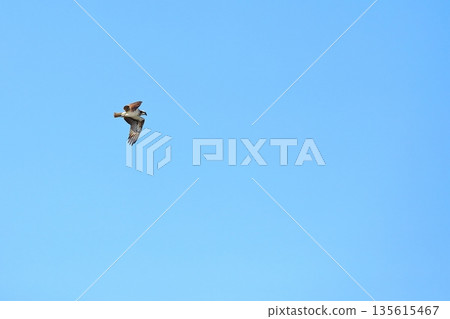 A flying Osprego 135615467