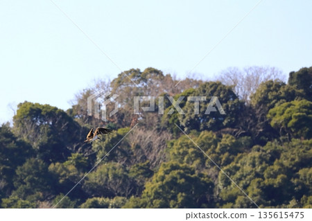 A flying Osprego 135615475