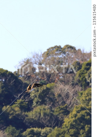 A flying Osprego 135615480