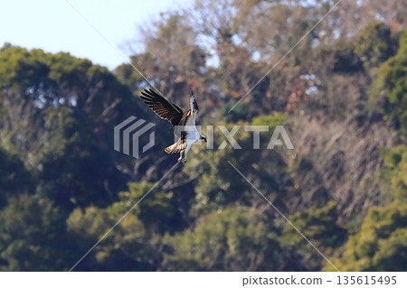 飛翔的Osprego 飛翔的Osprego 135615495