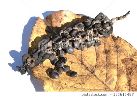 Magnolia fruit and seeds, magnolia, traditional Chinese medicine, Shini Magnolia fruit and seeds, magnolia, traditional Chinese medicine, Shini 135615497