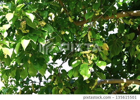 Magnolia fruit and seeds, magnolia, traditional Chinese medicine, Shini Magnolia fruit and seeds, magnolia, traditional Chinese medicine, Shini 135615501