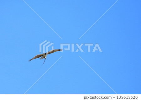 A flying Osprego A flying Osprego 135615520