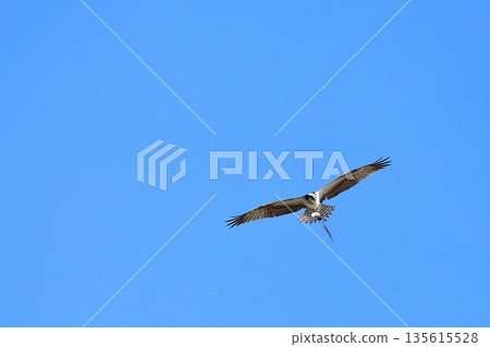 A flying Osprego A flying Osprego 135615528