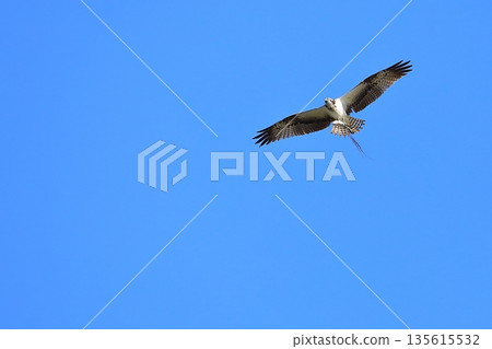 A flying Osprego A flying Osprego 135615532