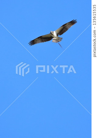 A flying Osprego 135615535