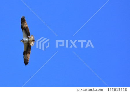 飛翔的Osprego 飛翔的Osprego 135615538