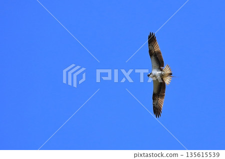 A flying Osprego A flying Osprego 135615539
