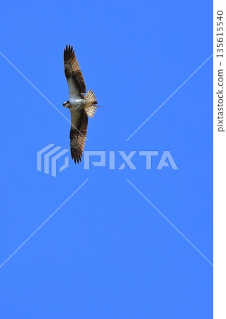 飛翔的Osprego 135615540