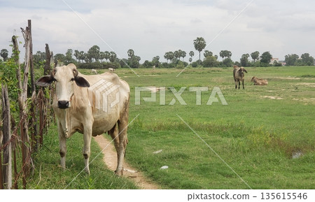 Grazing buffalo Grazing buffalo 135615546
