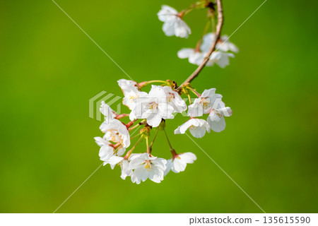 Cherry Blossoms Cherry Blossoms 135615590