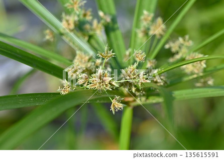 Palm tree, palm mosquito net hanging, wetland plant native to Madagascar Palm tree, palm mosquito net hanging, wetland plant native to Madagascar 135615591