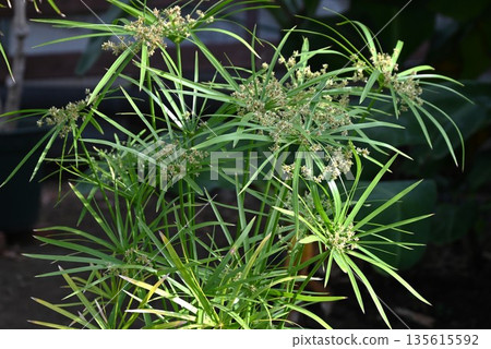 Palm tree, palm mosquito net hanging, wetland plant native to Madagascar Palm tree, palm mosquito net hanging, wetland plant native to Madagascar 135615592