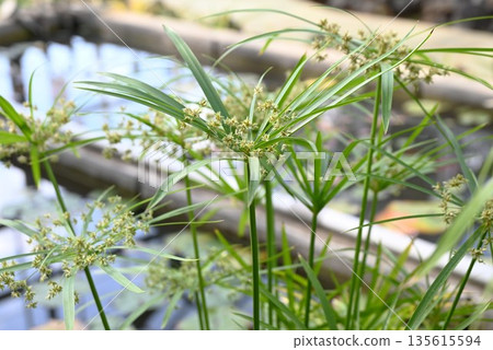 棕櫚樹，棕櫚蚊帳懸掛其上，馬達加斯加特有的濕地植物 135615594