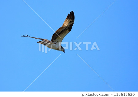 飛翔的Osprego 135615620