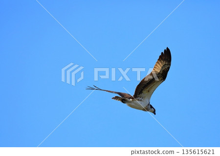 飛翔的Osprego 飛翔的Osprego 135615621