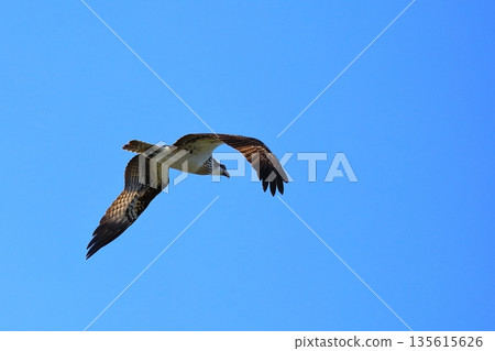 飛翔的Osprego 飛翔的Osprego 135615626