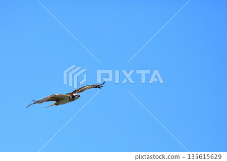 飛翔的Osprego 飛翔的Osprego 135615629