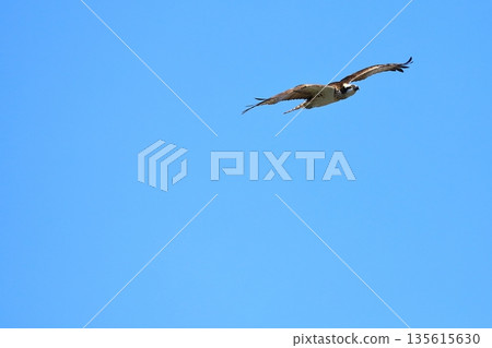 A flying Osprego A flying Osprego 135615630