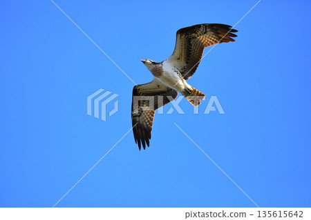 飛翔的Osprego 135615642