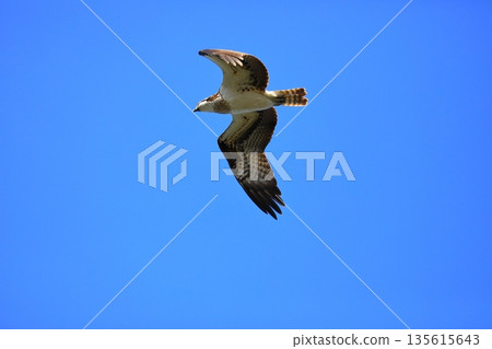 飛翔的Osprego 135615643
