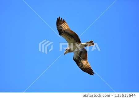 飛翔的Osprego 飛翔的Osprego 135615644