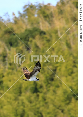 飛翔的Osprego 135615686