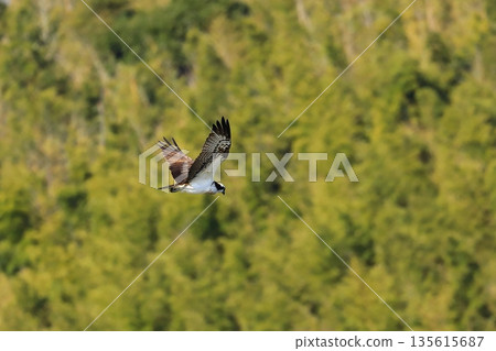 飛翔的Osprego 135615687