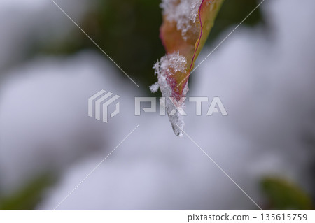 Macro shot of a single icicle and snow clinging to a leaf edge with a soft winter background 135615759