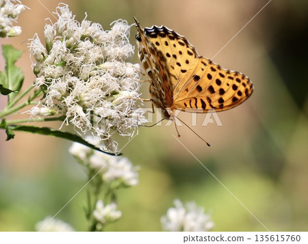 A butterfly seen from the side resting on a flower - Japanese nature insect photos, advertisements, articles, web design materials A butterfly seen from the side resting on a flower - Japanese nature insect photos, advertisements, articles, web design materials 135615760