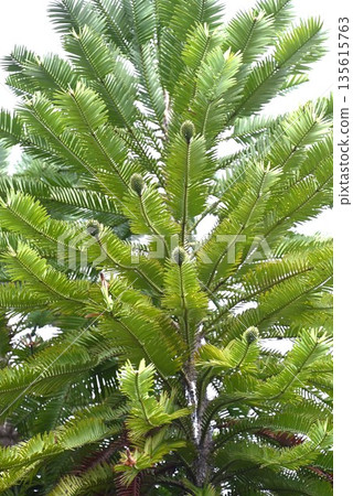 Wollemi Pine, Jurassic Tree, a rare tree discovered in Australia's Wollemi Park Wollemi Pine, Jurassic Tree, a rare tree discovered in Australia's Wollemi Park 135615763