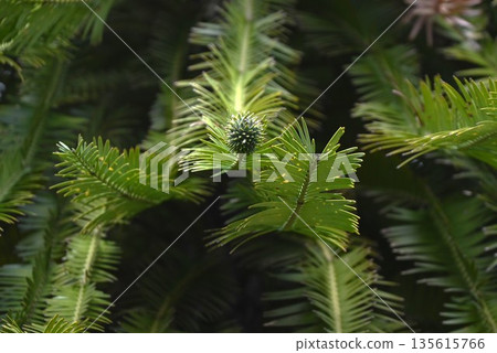 沃勒米松，侏羅紀樹種，一種在澳洲沃勒米公園發現的稀有樹木 135615766